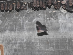 Hipposideros speoris