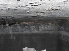 Hipposideros speoris