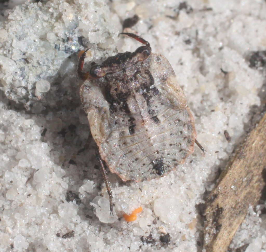 Nerthra hirsuta