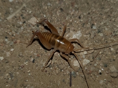 Ceuthophilus