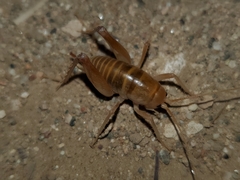 Ceuthophilus