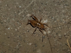 Ceuthophilus