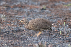 Pternistis icterorhynchus