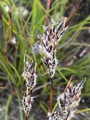 Schoenus villosus