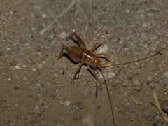 Ceuthophilus