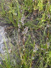 Schoenus villosus