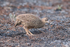 Pternistis icterorhynchus