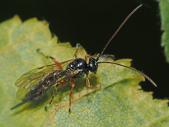 Itoplectis alternans