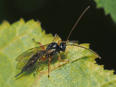 Itoplectis alternans