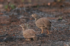 Pternistis icterorhynchus