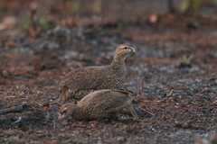 Pternistis icterorhynchus