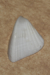 Lunulicardia hemicardium image