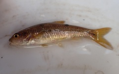 Enteromius motebensis