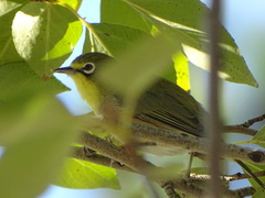 Zosterops pallidus