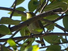 Zosterops pallidus