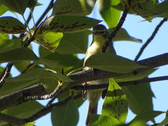 Zosterops pallidus
