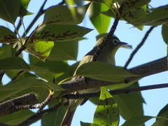 Zosterops pallidus