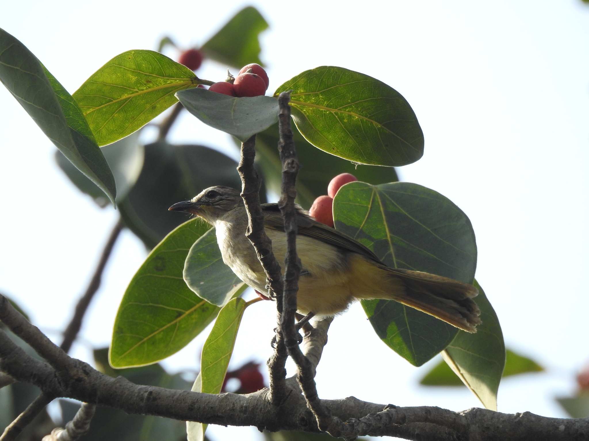 White-browed Bulbul