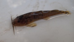 Amphilius uranoscopus