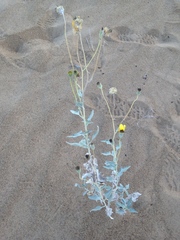 Helianthus niveus tephrodes