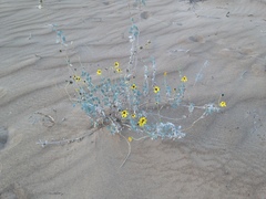Helianthus niveus tephrodes