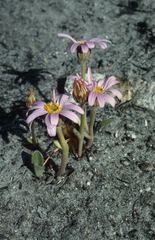 Mairia coriacea