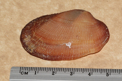 Barbatia amygdalumtostum