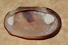 Barbatia amygdalumtostum