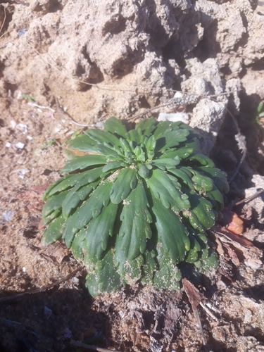 Plantago macrorhiza image