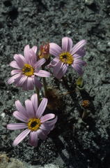 Mairia coriacea