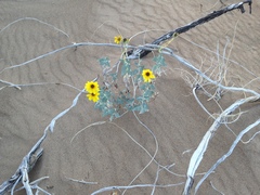Helianthus niveus tephrodes