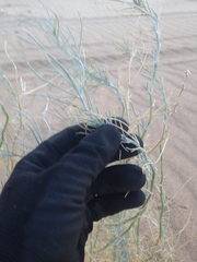 Astragalus magdalenae