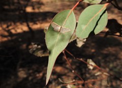 Idaea inversata