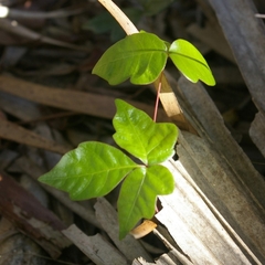 Toxicodendron radicans image