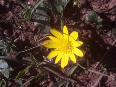 Anemone palmata image