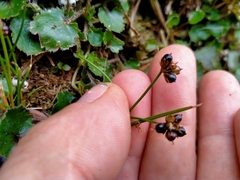 Juncus novae-zelandiae