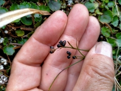 Juncus novae-zelandiae