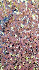 Azolla microphylla