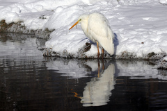 Ardea alba