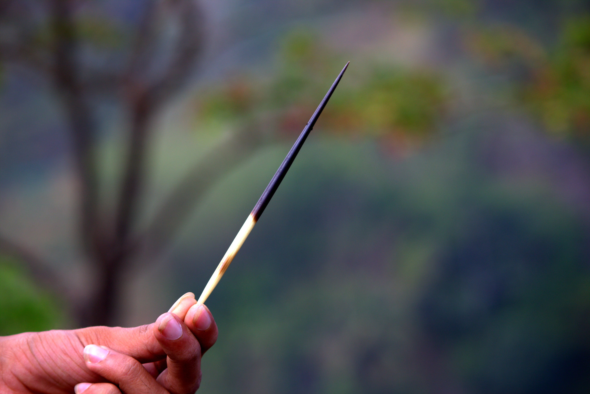 Indian crested porcupine