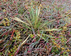 Puccinellia chathamica