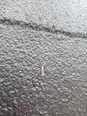 Erechthias stilbella