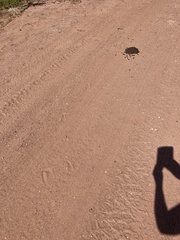 Oryx gazella