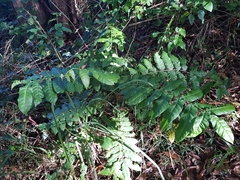 Dysoxylum mollissimum