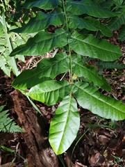 Dysoxylum mollissimum
