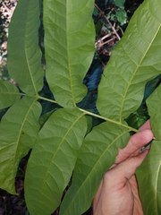 Dysoxylum mollissimum