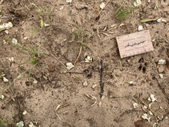 Oreotragus oreotragus