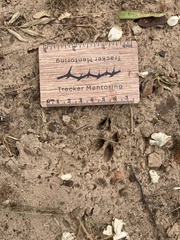 Oreotragus oreotragus