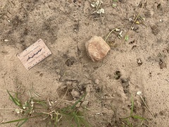 Oreotragus oreotragus