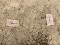 Oreotragus oreotragus